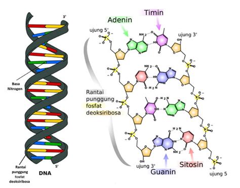 bahan genetik  Topik 4 DNA Sebagai Bahan Genetik Pada tahun 1953 James Watson dan Francis Crick mempublikasikan sebuah paper yang terdiri dari dua halaman dalam majalah Nature berjudul `struktur molekuler asam nukleat 